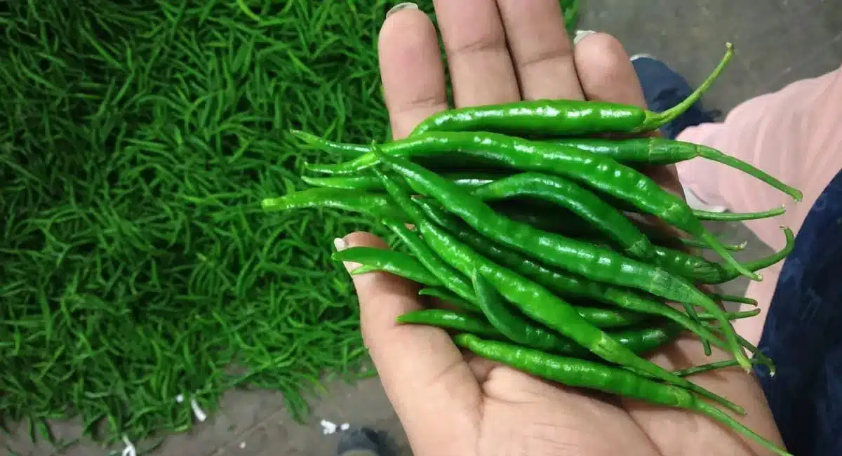 Green Chilli : శీతాకాలంలో పచ్చిమిరపకాయలను అధికంగా తీసుకుంటున్నారా... అయితే ఈ విషయాలు తప్పక తెలుసుకోవాలి...!