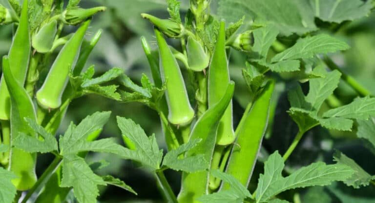 Okra : బెండకాయని రెగ్యులర్ గా తింటే ఈ సమస్యలకి చెక్ పెట్టవచ్చు…!