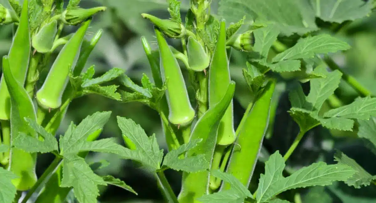 Okra : బెండకాయని రెగ్యులర్ గా తింటే ఈ సమస్యలకి చెక్ పెట్టవచ్చు...!