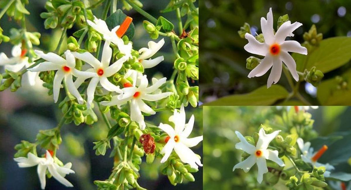 Parijat Plant Benefits : పారిజాత పుష్పాలు గురించి ఎన్నో రహస్యాలు… పారిజాతం చెట్టు ఇలా కూడా ఉపయోగపడుతుందని తెలుసా….!!