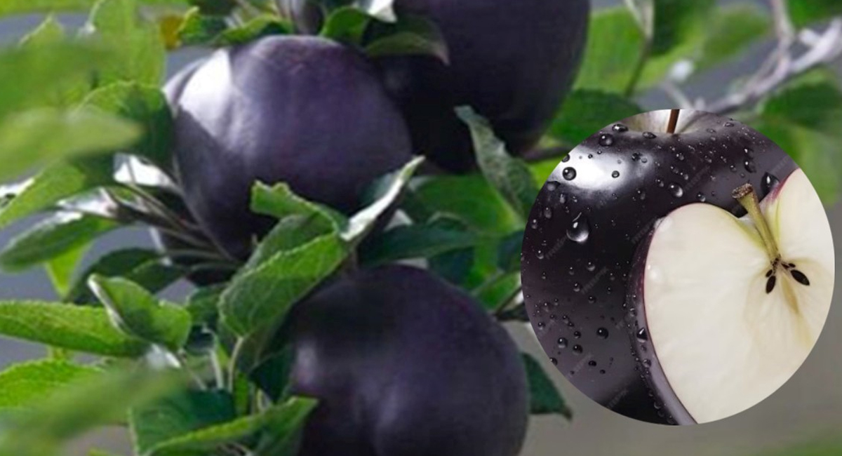 Black Diamond Apple బ్లాక్ డైమండ్ ఆపిల్ గురించి మీకు తెలుసా… దీంతో బోలెడు ఆరోగ్య ప్రయోజనాలు…