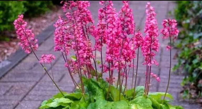 Plants : మొక్కలు కాంతి దిశను ఎలా పసిగడతాయో తెలుసా…?