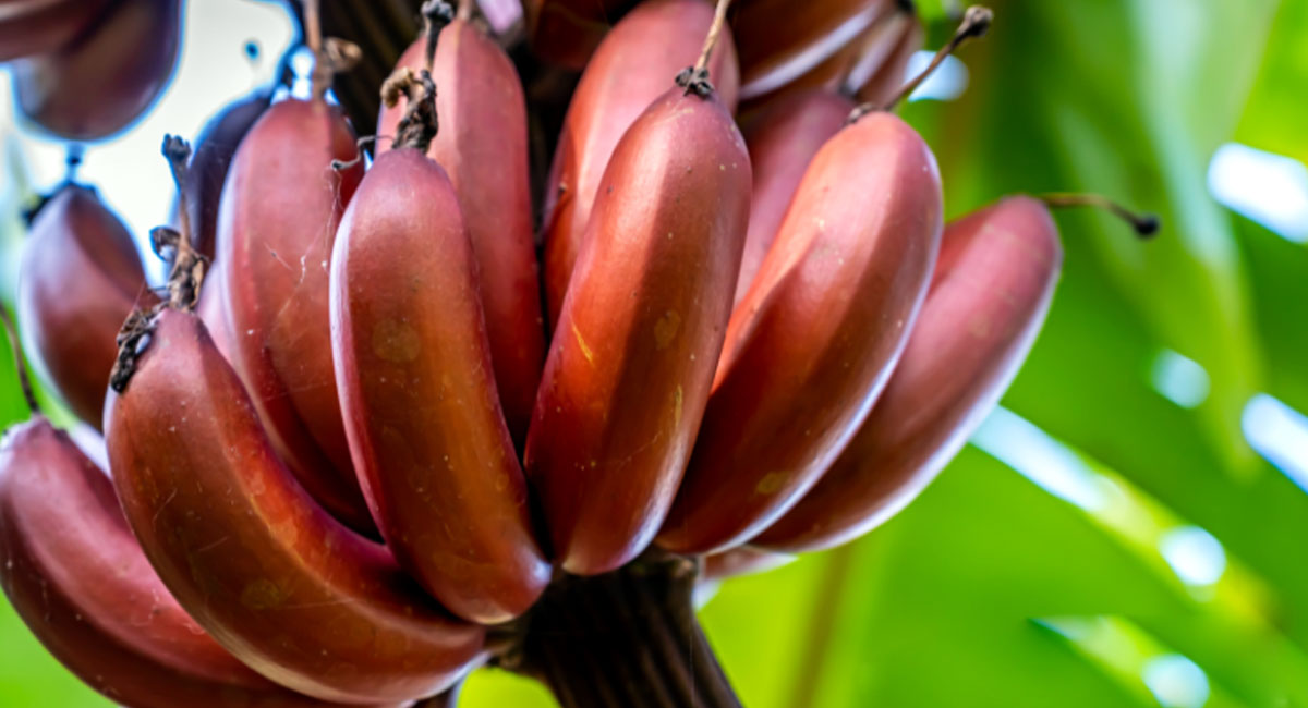 Red Banana : ఎన్నో సమస్యలని సమూలంగా తగ్గించే ఎర్ర అరటి లోఉన్న ఔషధ విలువలు తెలుసుకుంటే షాక్ అవుతారు..!