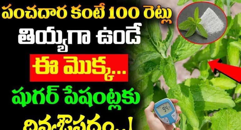 Sugar Free Plant  పంచదార కంటే 100 రెట్లు తీయగా ఉండే ఈ మొక్క షుగర్ పేషెంట్లకు దివ్య ఔషధం…