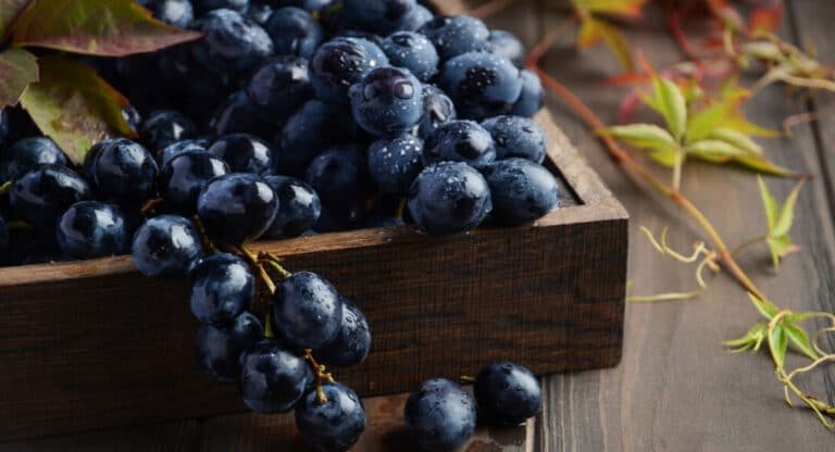 Black Grapes : చలికాలంలో నల్ల ద్రాక్ష చేసే మేలు అంతా ఇంతా కాదు…!