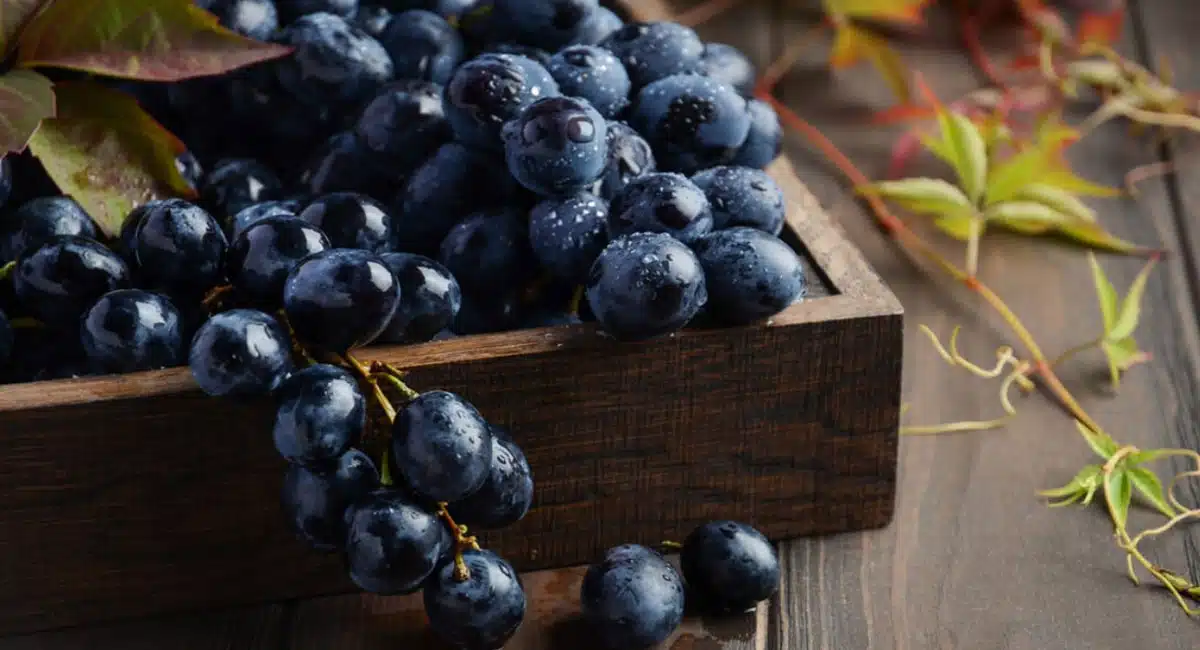 Black Grapes : చలికాలంలో నల్ల ద్రాక్ష చేసే మేలు అంతా ఇంతా కాదు...!