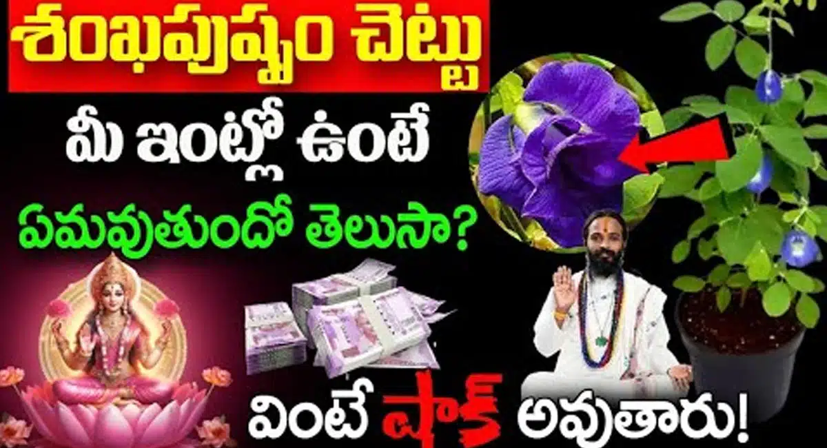 Butterfly Pea plant : శంఖ పుష్పం చెట్టు మీ ఇంట్లో ఉంటే ఏమవుతుందో తెలుసా..? తెలిస్తే షాక్ అవుతారు..!