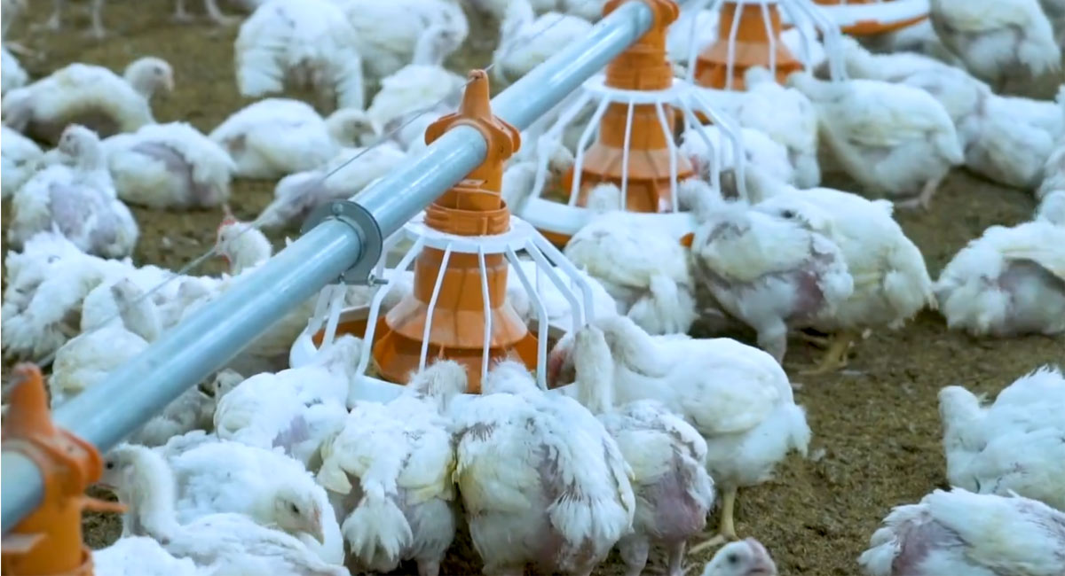 EC Poultry Farms : జస్ట్ కోళ్లను పెంచి ఇస్తే చాలు .. సంవత్సరానికి 42 లక్షల ఆదాయం..!
