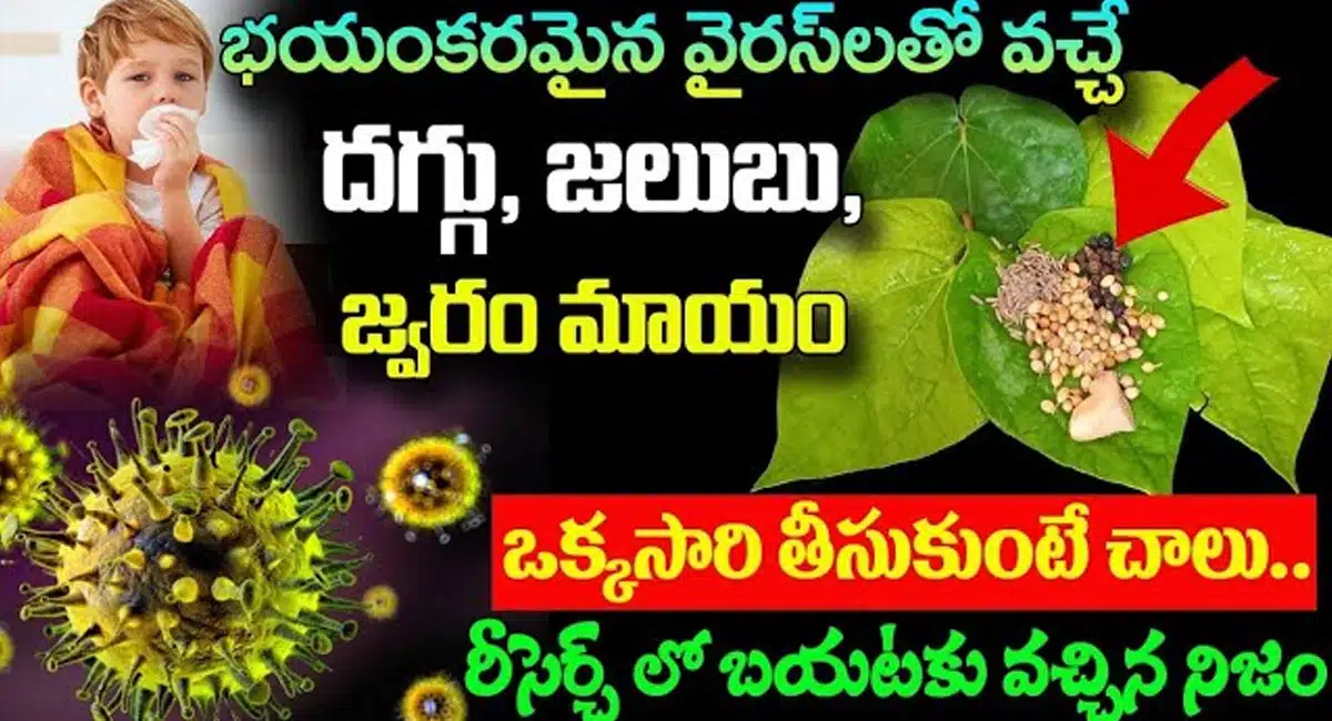 Best Remide For Infection : ఈ ఒక్క ఆకుతో ప్రమాదకరమైన వైరస్ లతో వచ్చే జలుబు, దగ్గు, జ్వరం మటాష్...
