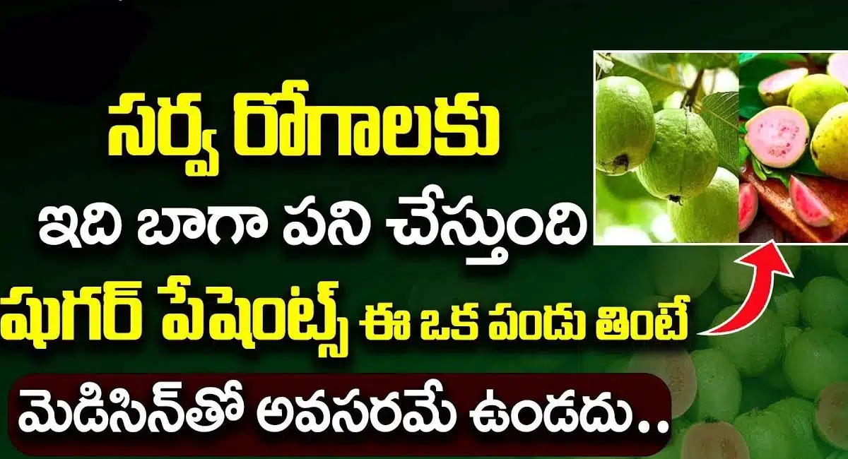 Guava : ఈ ఒక పండు షుగర్ పేషెంట్స్ తింటే మెడిసిన్స్ తో అవసరమే ఉండదు...!