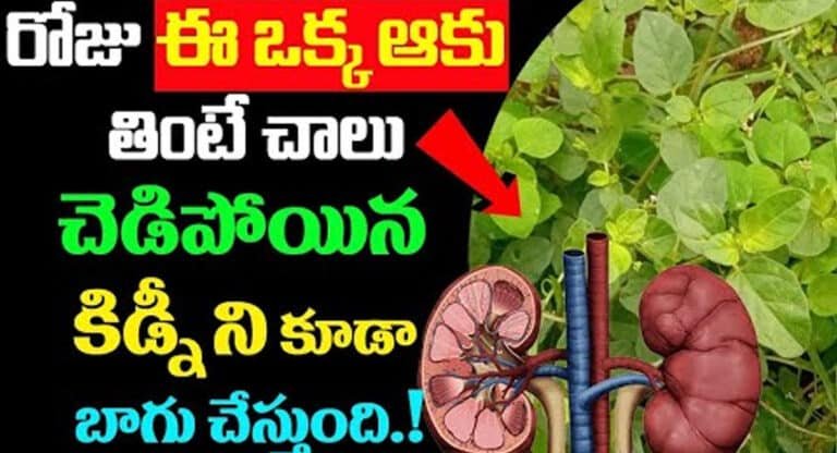 Kidney : రోజు ఈ ఒక్క ఆకు తింటే చాలు… చెడిపోయిన కిడ్నీని కూడా బాగు చేస్తుంది…!