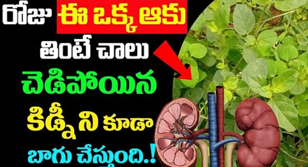 Kidney : రోజు ఈ ఒక్క ఆకు తింటే చాలు... చెడిపోయిన కిడ్నీని కూడా బాగు చేస్తుంది...!