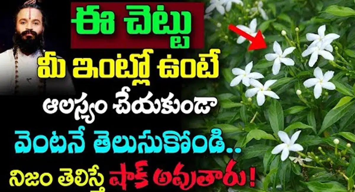 Nandivardhana Plant : ఈ చెట్టు మీ ఇంట్లో ఉంటే ఆలస్యం చేయకుండా ఇది తెలుసుకోండి.. నిజం తెలిస్తే షాక్ అవుతారు..!