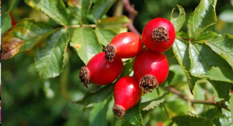 Rose Hips : సంజీవిని లాంటి ఈ పండు గురించి తెలుసా..? అమెరికా చెప్పిన నిజం..!