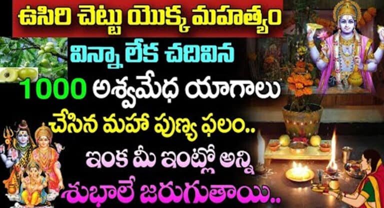 Usiri Chettu : ఉసిరి చెట్టు యొక్క మహత్యం విన్నా లేక చదివిన 1000 అశ్వమేధ యాగాలు చేసిన మహా పుణ్యఫలం లభిస్తుంది…!
