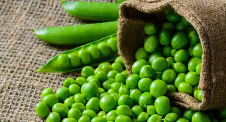 Green Peas : శీతాకాలంలో పచ్చి బఠానీలు తీసుకుంటే ఆరోగ్యానికి మేలు ఎంతంటే..?