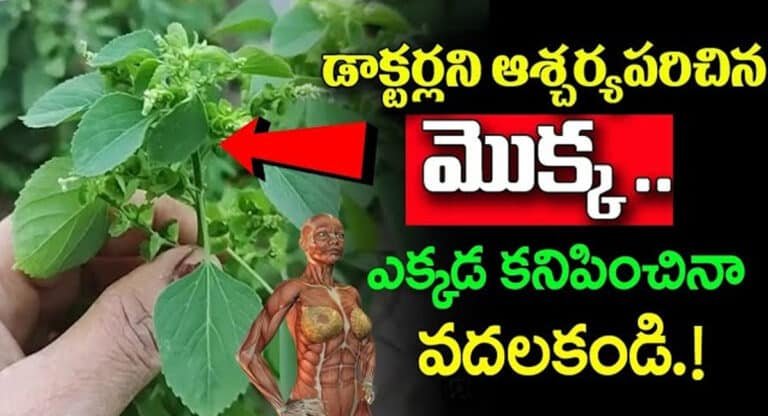 Health Tips : డాక్టర్స్ నే ఆశ్చర్యపరిచిన మొక్క.. ఎక్కడ కనిపించిన వదలకండి ..!!