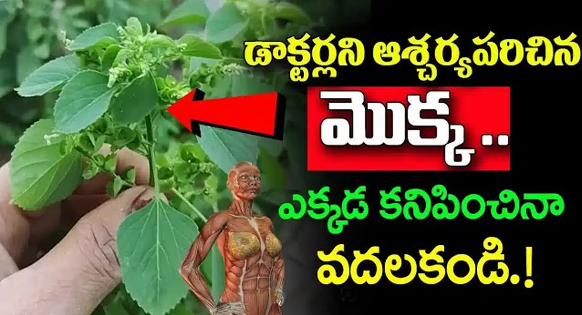 Health Tips : డాక్టర్స్ నే ఆశ్చర్యపరిచిన మొక్క.. ఎక్కడ కనిపించిన వదలకండి ..!!
