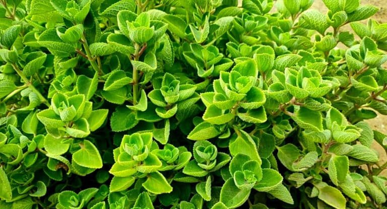 Health Benefits : ఈ ఆకుతో ఇన్ని ఆరోగ్య ప్రయోజనాల తెలిస్తే షాక్ అవ్వక తప్పదు…!