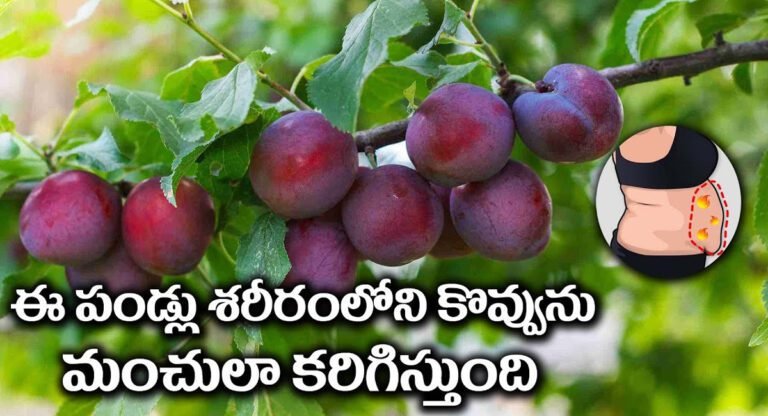 Albakara Fruits : ఈ పండ్లు శరీరంలోని కొవ్వుని మంచులా కరిగిస్తాయి…!