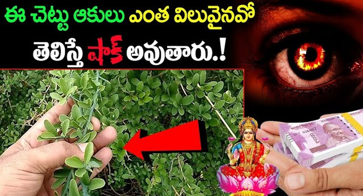 Are Chettu : ఈ చెట్టు ఆకులు ఎంత విలువైనవో తెలిస్తే ఆశ్చర్యపోక తప్పదు.!!