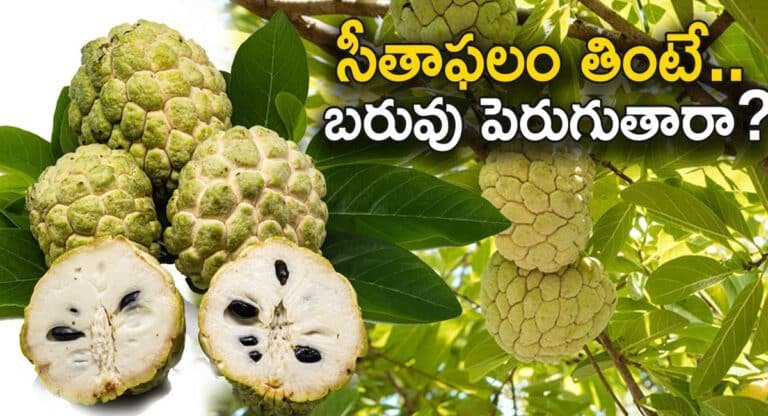 Custard Apple : సీతాఫలం తింటే బరువు పెరుగుతారా.? ఆరోగ్య నిపుణులు ఏమంటున్నారంటే..!!