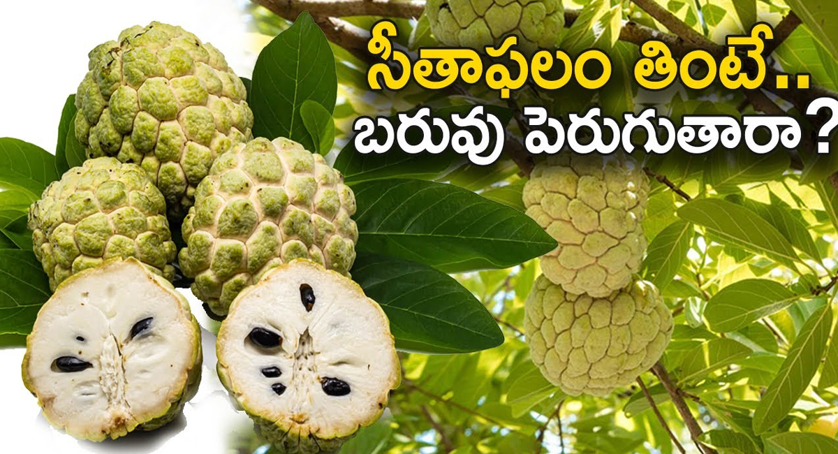 Custard Apple : సీతాఫలం తింటే బరువు పెరుగుతారా.? ఆరోగ్య నిపుణులు ఏమంటున్నారంటే..!!