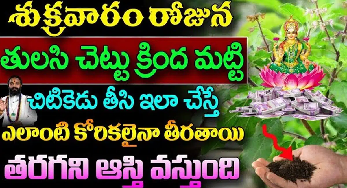 Tulasi Plant : శుక్రవారం రోజున తులసి చెట్టు కింద మట్టి చిటికెడు మట్టి తీసి ఇలా చేస్తే చాలు... కోటీశ్వరులవుతారు..!
