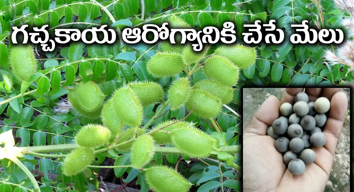 Guilandina Bonduc : ఈకాయ ఆరోగ్యానికి చేసే మేలు తెలిస్తే.. ఎక్కడున్నా వెతికి మరి తెచ్చుకుంటారు