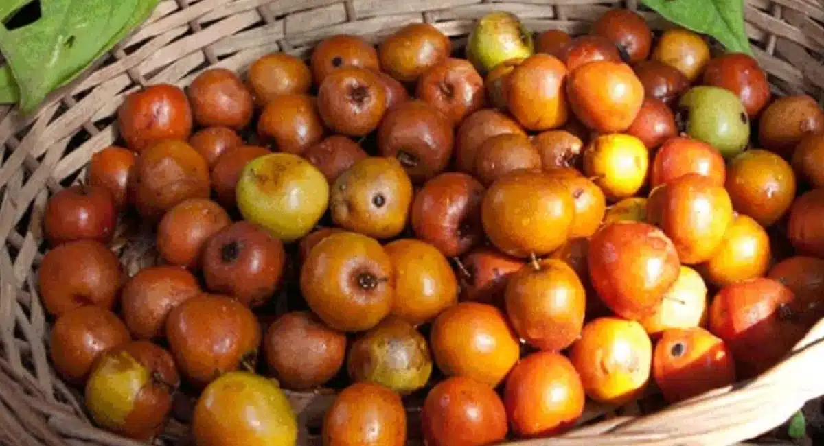 Jujube : రేగి పండ్లను తింటున్నారా..? అయితే ఈ విషయాలు తప్పక తెలుసుకొండి..!!
