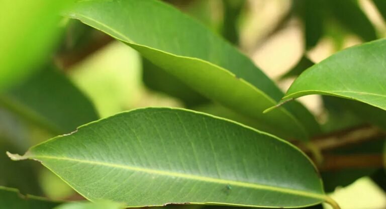 Leaves Health Benefits :  ఈ ఆకుల గురించి ఈ రహస్యం తెలిస్తే… ఇక డాక్టర్ తో పని ఉండదు…!