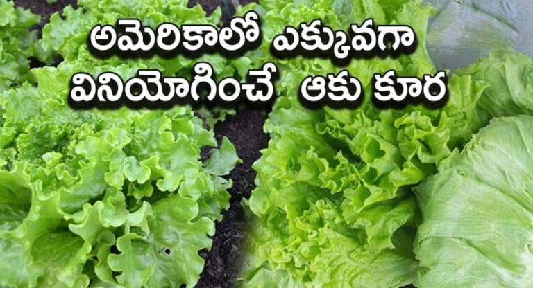 Lettuce leaves : అమెరికా వాళ్ళు ఎక్కువగా ఉపయోగించే ఆకుకూర ఇదే…!!