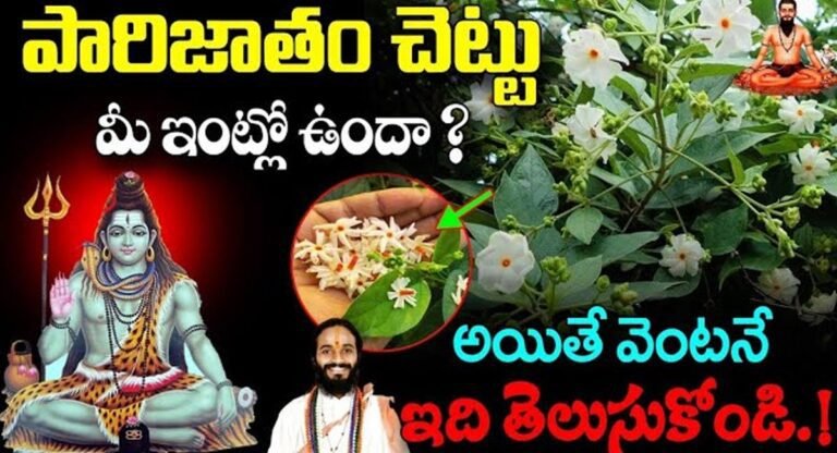 Parijatham Plant : పారిజాతం చెట్టు మీ ఇంట్లో ఉందా..? అయితే వెంటనే ఈ విషయాలు తెలుసుకోండి.!!
