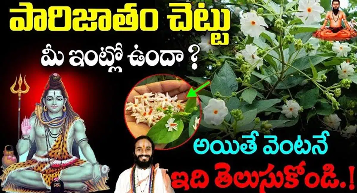 Parijatham Plant : పారిజాతం చెట్టు మీ ఇంట్లో ఉందా..? అయితే వెంటనే ఈ విషయాలు తెలుసుకోండి.!!