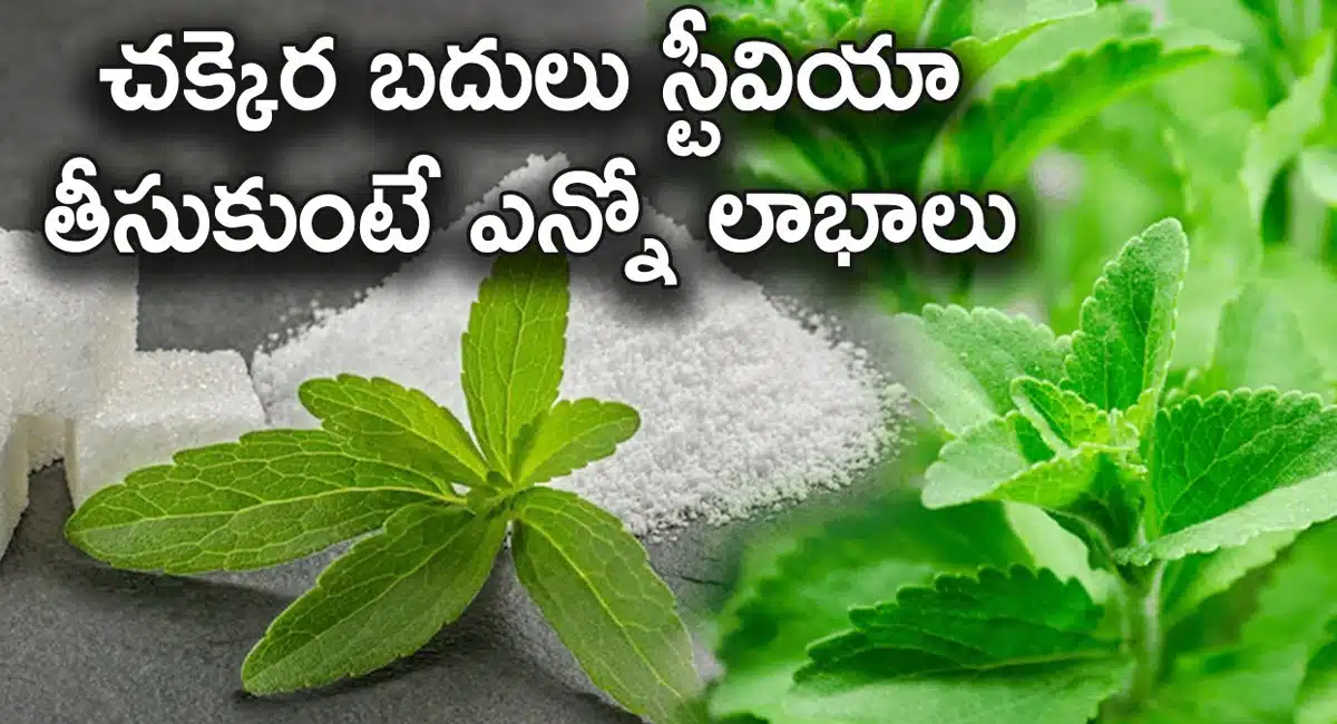 Stevia Leaves : చక్కెర బదులు స్టీవియా తీసుకుంటే ఎన్ని లాభాలో తెలిస్తే ఆశ్చర్యపోతారు...!