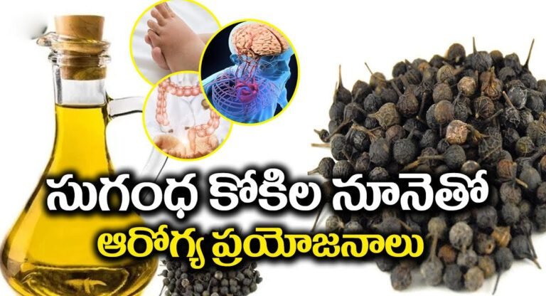 Sugandha Kokila Oil : సుగంధ కోకిల నూనెతో ఇన్ని ఆరోగ్య ప్రయోజనాల ? తప్పక తెలుసుకోవాలి..!