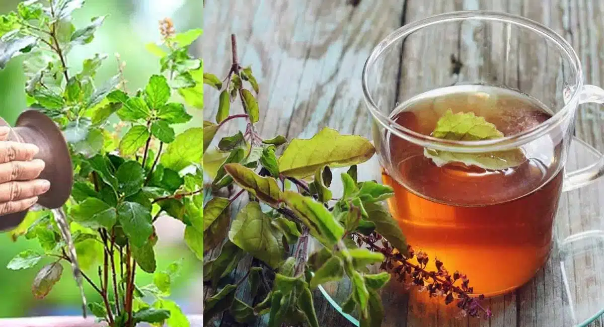 Tulasi Water : ఉదయాన్నే పరగడుపున తులసి కషాయం తాగితే ఎన్నో ఆరోగ్య ప్రయోజనాలు...!