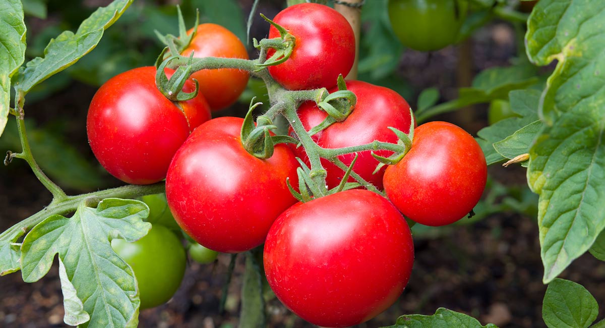 Tomatoes : అధిక రక్తపోటును నివారించడానికి టమోటాలు సాయపడతాయా.? వైద్యులు ఏమంటున్నారో తెలుసా..?