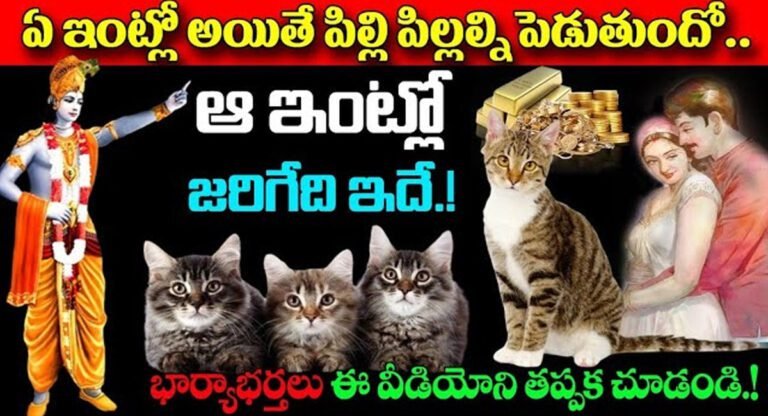 Dharma Sandehalu : ఏ ఇంట్లో అయితే పిల్లి పిల్లల్ని పెడుతుందో ఆ ఇంట్లో జరిగేది ఇదే…!!