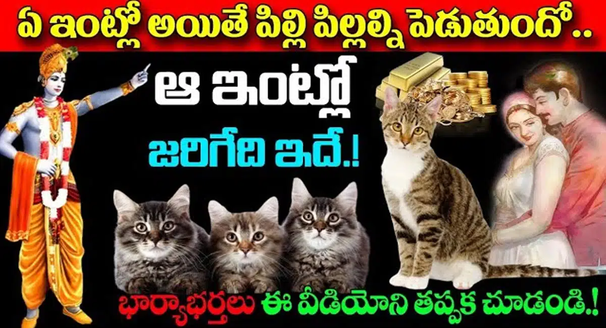Dharma Sandehalu : ఏ ఇంట్లో అయితే పిల్లి పిల్లల్ని పెడుతుందో ఆ ఇంట్లో జరిగేది ఇదే…!!