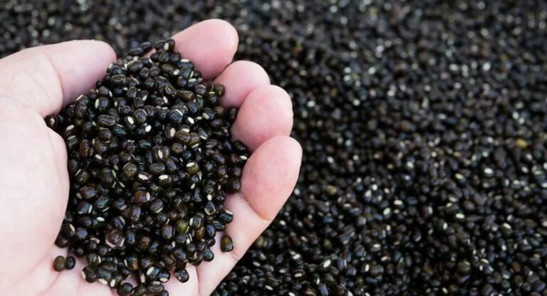 Black Gram : నల్లగా ఉన్నాయని చీప్ గా చూడకండి.. ఇవి ఉక్కుతో సమానం.. ఎలాంటి సమస్యలకైనా చెక్ పెడతాయి…!