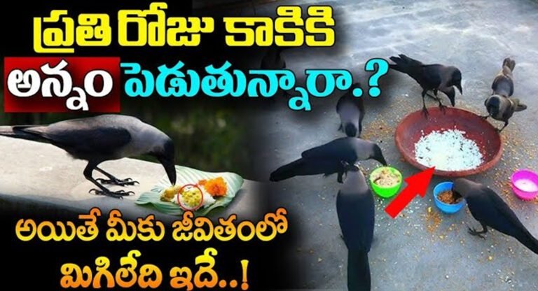 Crow Signs : ప్రతిరోజు కాకికి అన్నం పెడుతున్నారా.? అయితే మీకు జీవితంలో మిగిలేది ఇదే..!
