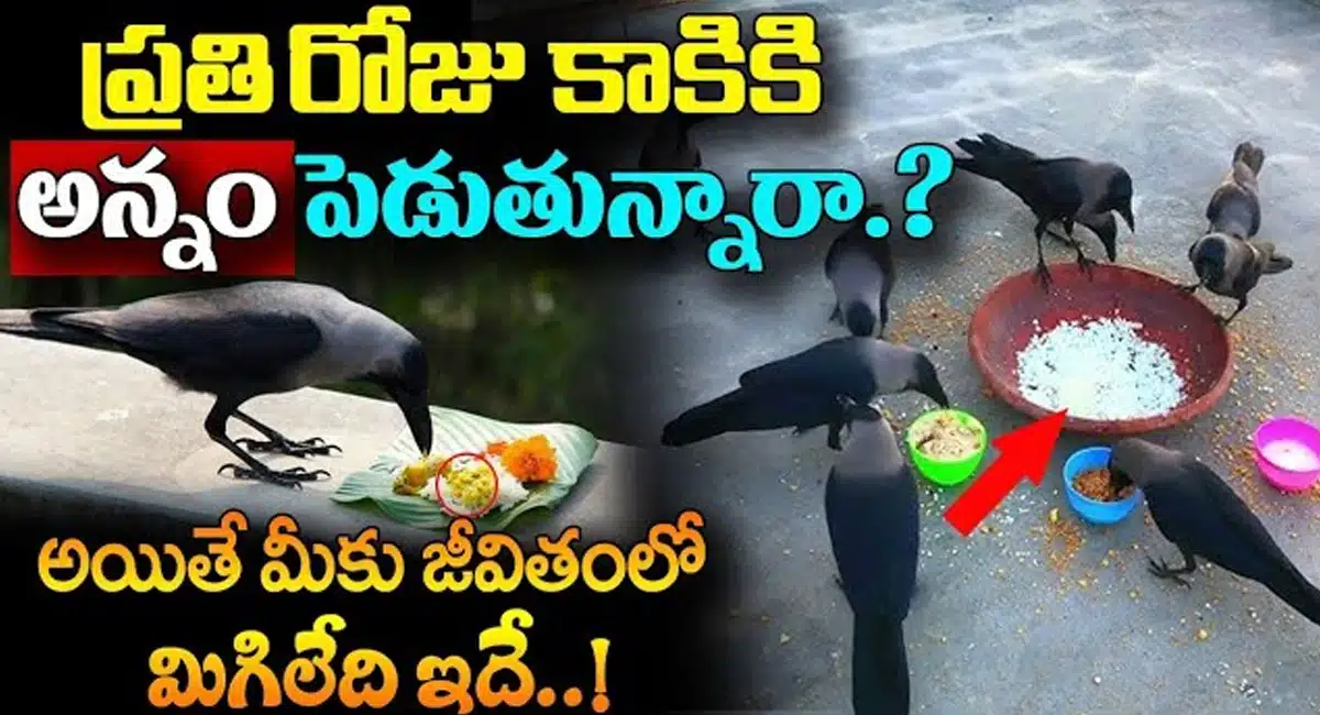 Crow Signs : ప్రతిరోజు కాకికి అన్నం పెడుతున్నారా.? అయితే మీకు జీవితంలో మిగిలేది ఇదే..!