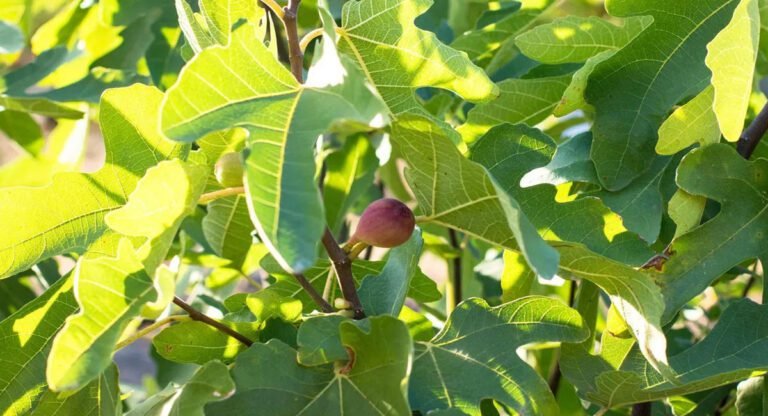 Leaves : గుడ్ న్యూస్… ఈ ఆకులతో డయాబెటిస్ కి బై బై చెప్పండి…!
