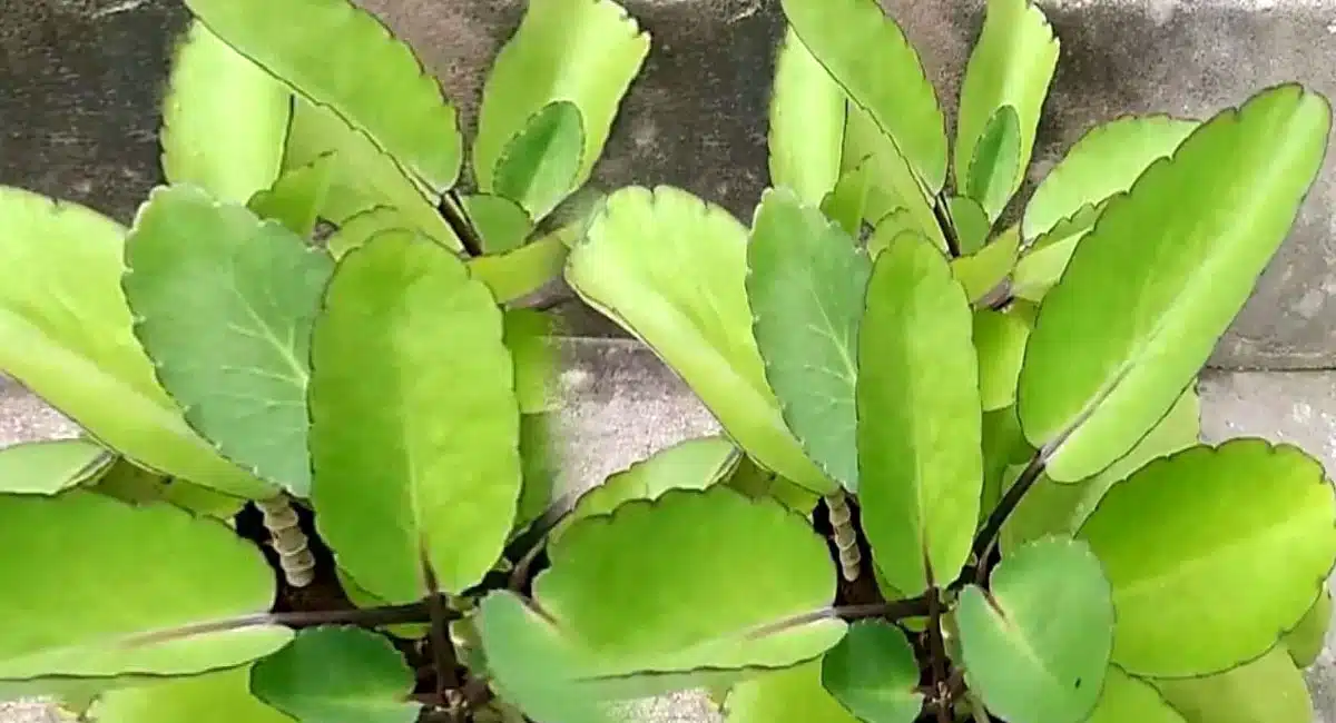 Ranapala Leaf : మొక్కే కదా అని చీప్ గా చూస్తున్నారా..? 100 రోగాలకు ఒక్కటే దివ్య ఔషధం...!