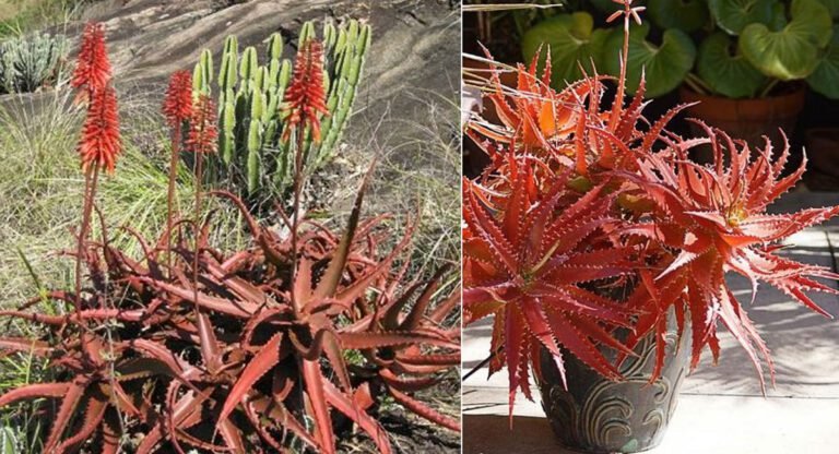 Red Aloe Vera : రెడ్ కలబందలో శక్తిమంతమైన ప్రయోజనాలు ఉన్నాయి… ఆకుపచ్చ కలబంద కంటే ఎక్కువ ప్రయోజనాలు…!!
