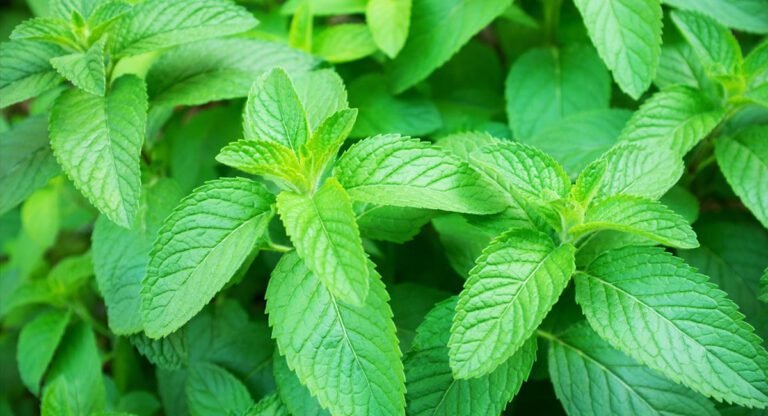 Spearmint : రోజు ఉదయాన్నే పుదీనా తినడం వల్ల కలిగే మార్పులు ఇవే…!