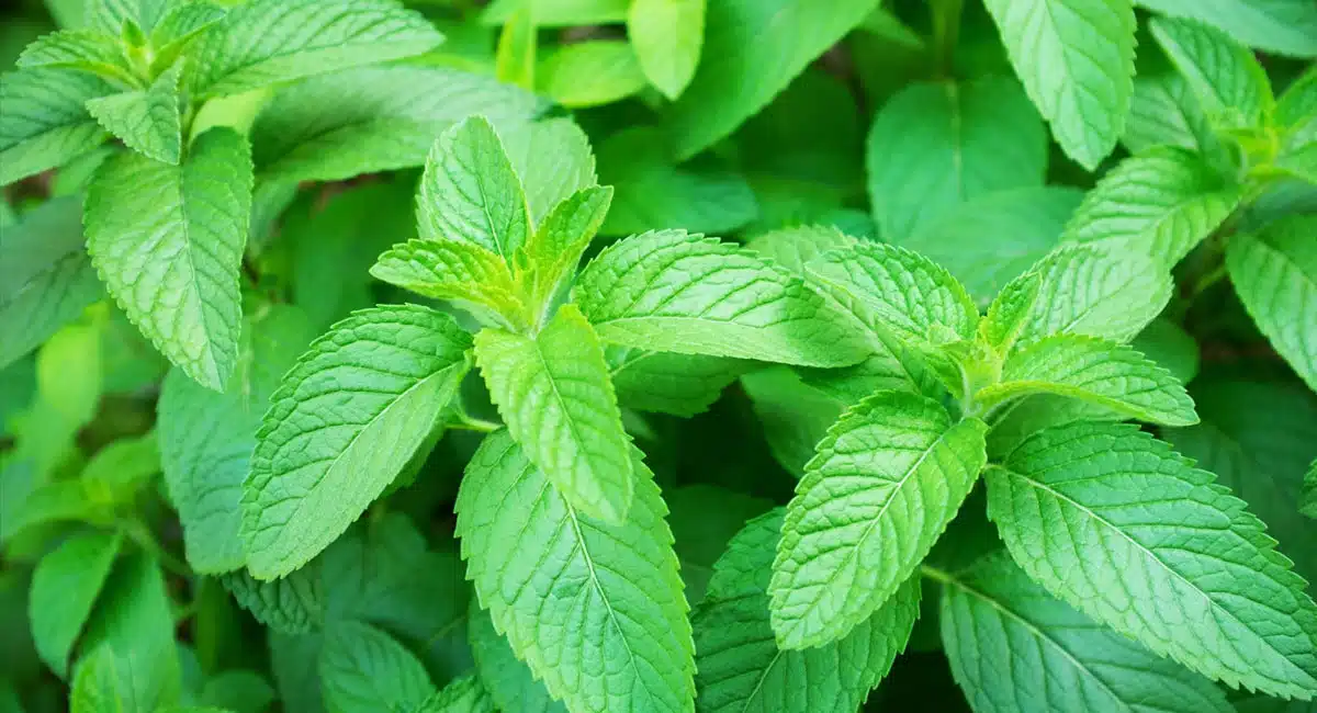 Spearmint : రోజు ఉదయాన్నే పుదీనా తినడం వల్ల కలిగే మార్పులు ఇవే...!