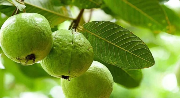 Guava : డాక్టర్లను సైతం ఆశ్చర్యపరిచే ఆకు… దీంతో ఎలాంటి వ్యాధి అయినా మటుమాయమే…!