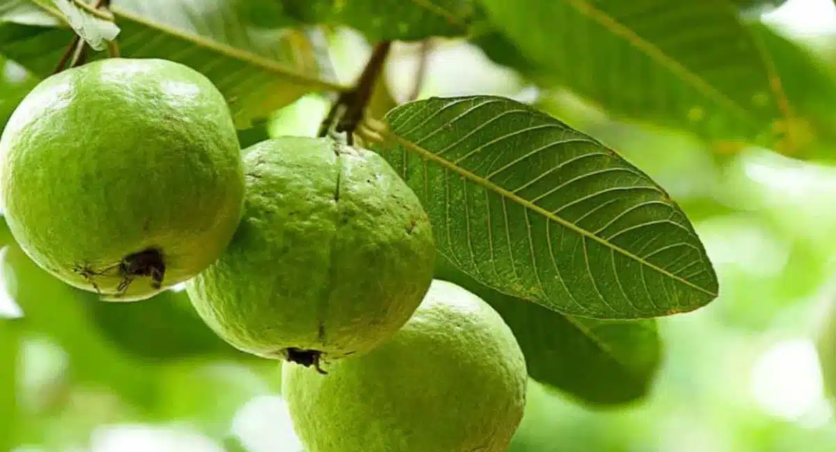 Guava : డాక్టర్లను సైతం ఆశ్చర్యపరిచే ఆకు... దీంతో ఎలాంటి వ్యాధి అయినా మటుమాయమే...!
